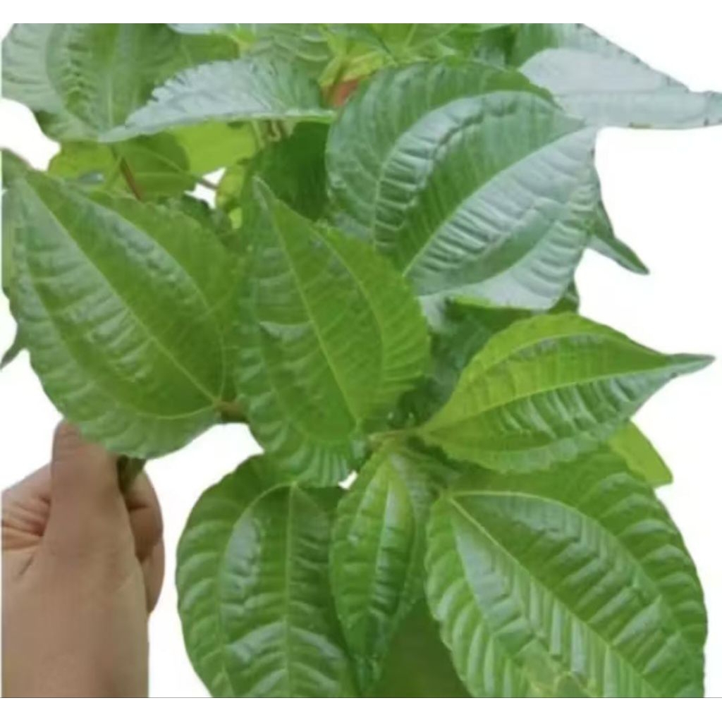 Pohon Poh Pohan Lalap Bibit Tanaman Pohon Daun Poh Pohan