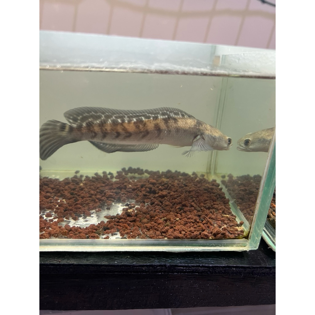 stiker channa ys cabung