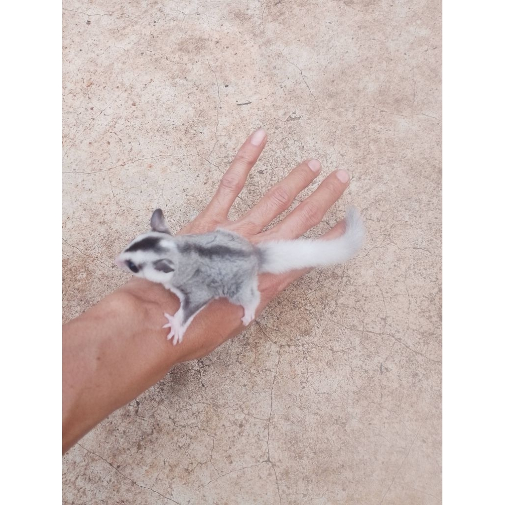 sugar glider SG mosaic mozaik