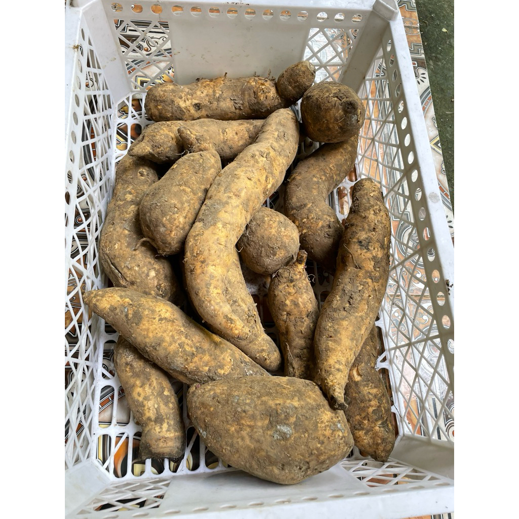 Ubi Cilembu 1 Kg