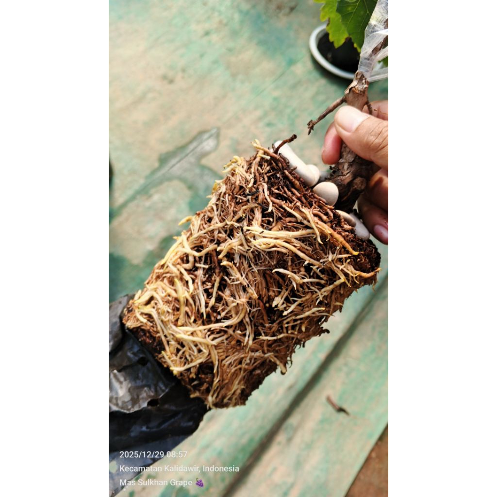 AB MIX MAS SULKHAN 2,5 LITER / AB MIX ANGGUR / AB MIX JAMBU / AB MIX SAYUR /AB MIX BUNGA /AB MIX