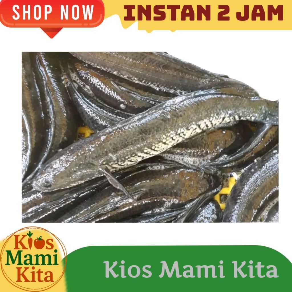 Ikan Gabus Segar 500 gr