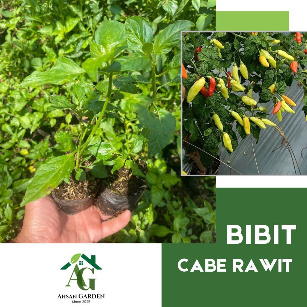 BIBIT CABE RAWIT SIAP TANAM MEDIA POLYBAG