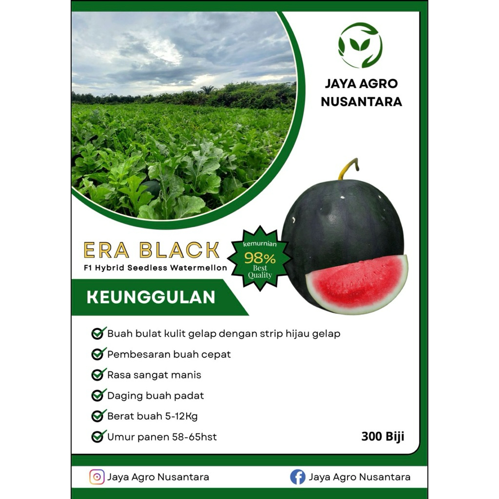 Era Black | Benih Semangka Bulat Non Biji | Kulit Gelap