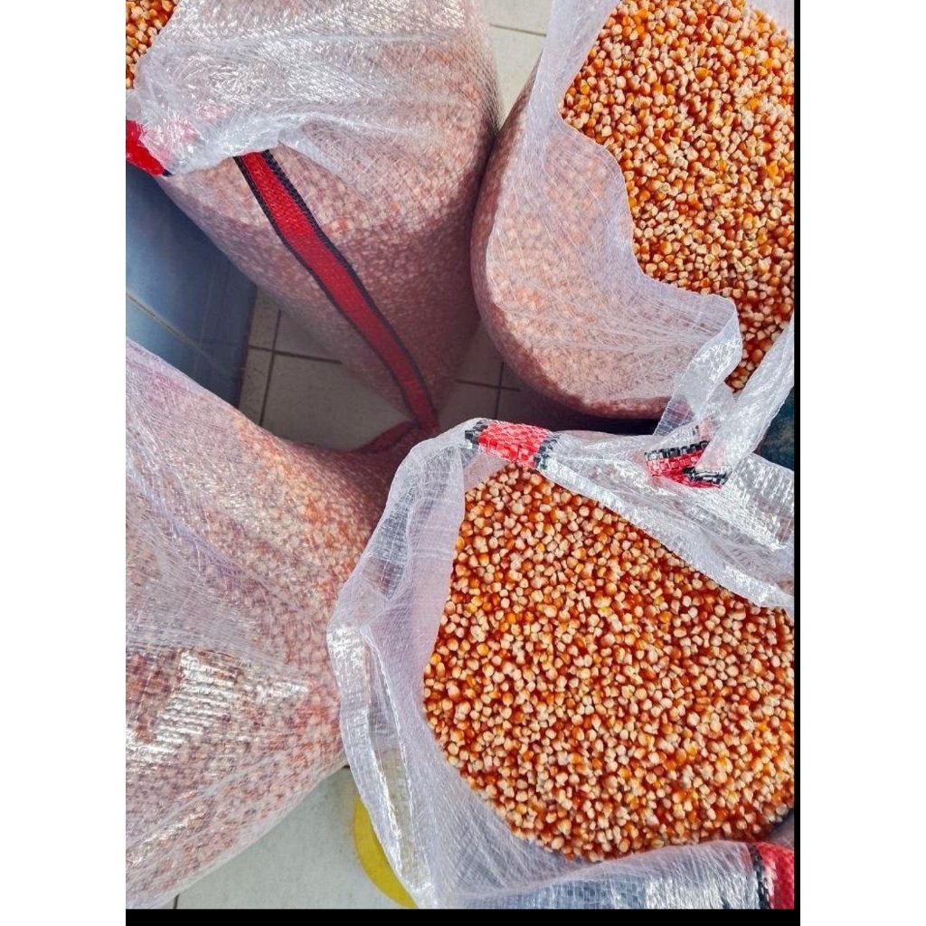 Jagung Pipil Kering 20kg Jagung Pakan Ayam dan Burung Jagung Untuk Nasi Jagung