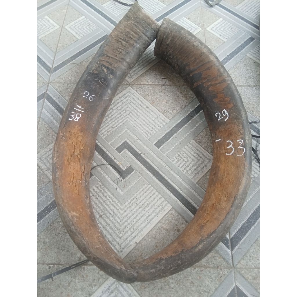 sepasang tanduk kerbau padat 38&33