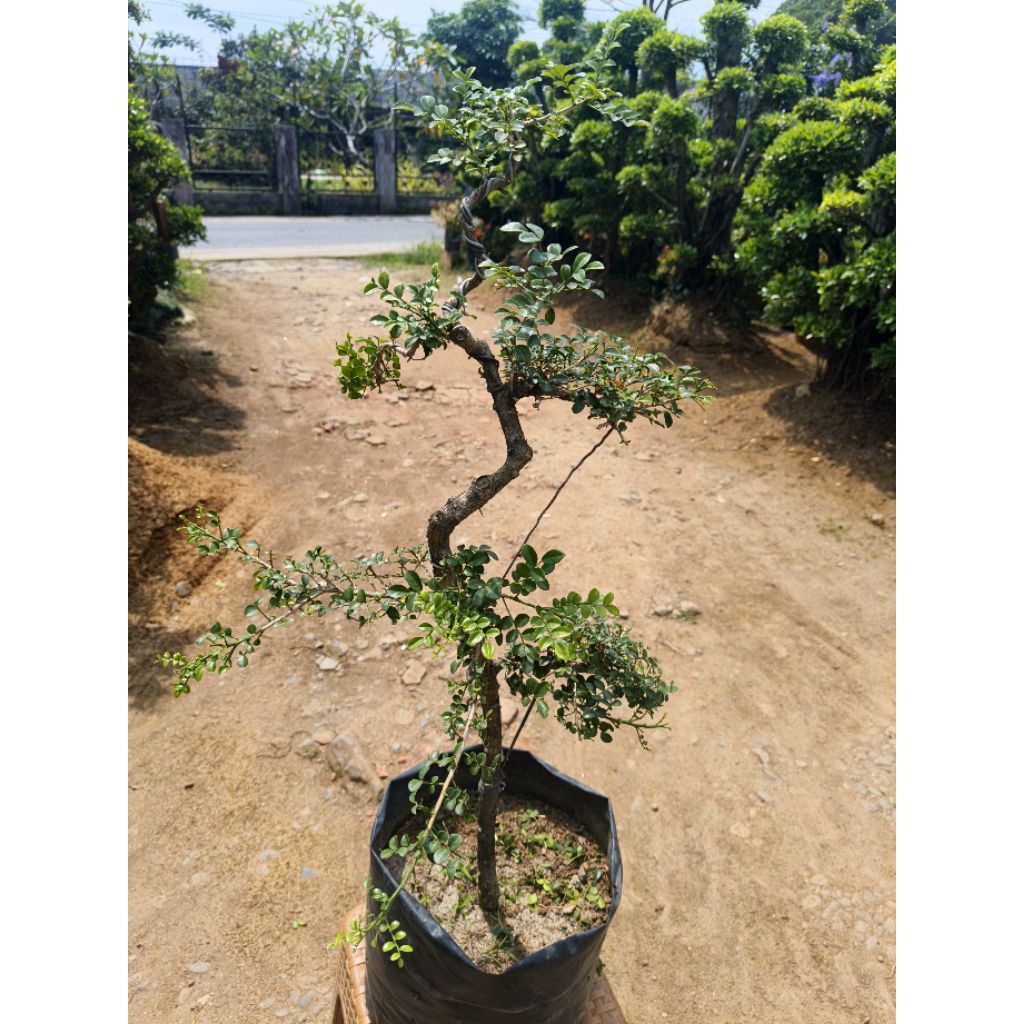 bonsai mini kemuning