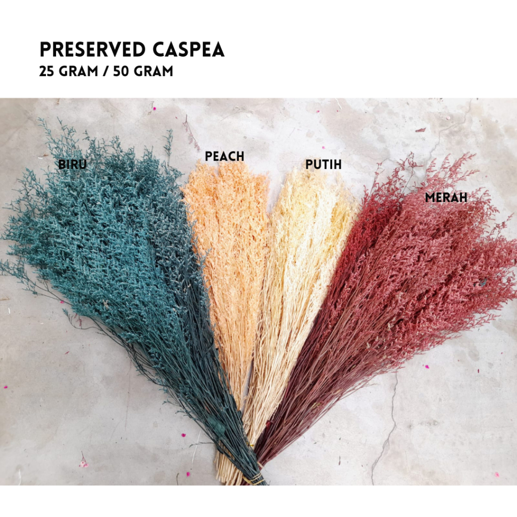 Preserved Caspea putih dan peach/ Dried Flower / Caspea Flower / rustic flower