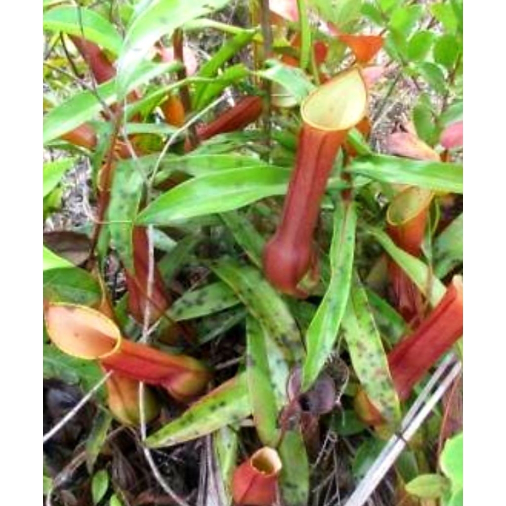 Nepenthes Reinwardtiana