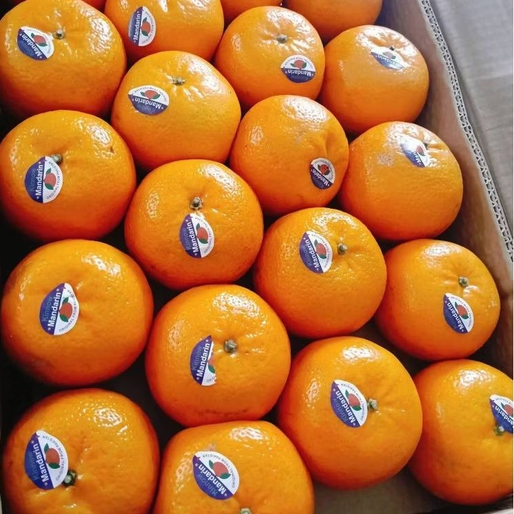 Jeruk Kino Mandarin Pakistan Fresh Manis Segar TERMURAH