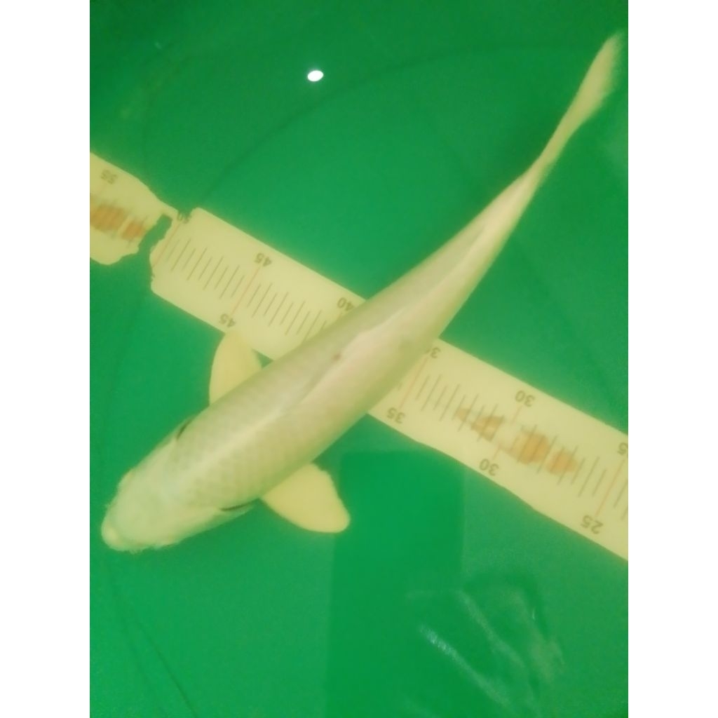 Ikan koi jenis Platinum ukuran 30cm warna silver