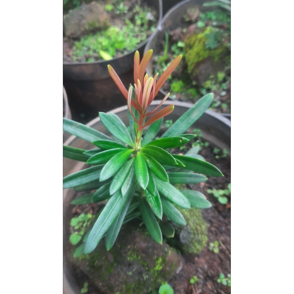 Bonsai Lohanung pucuk merah import