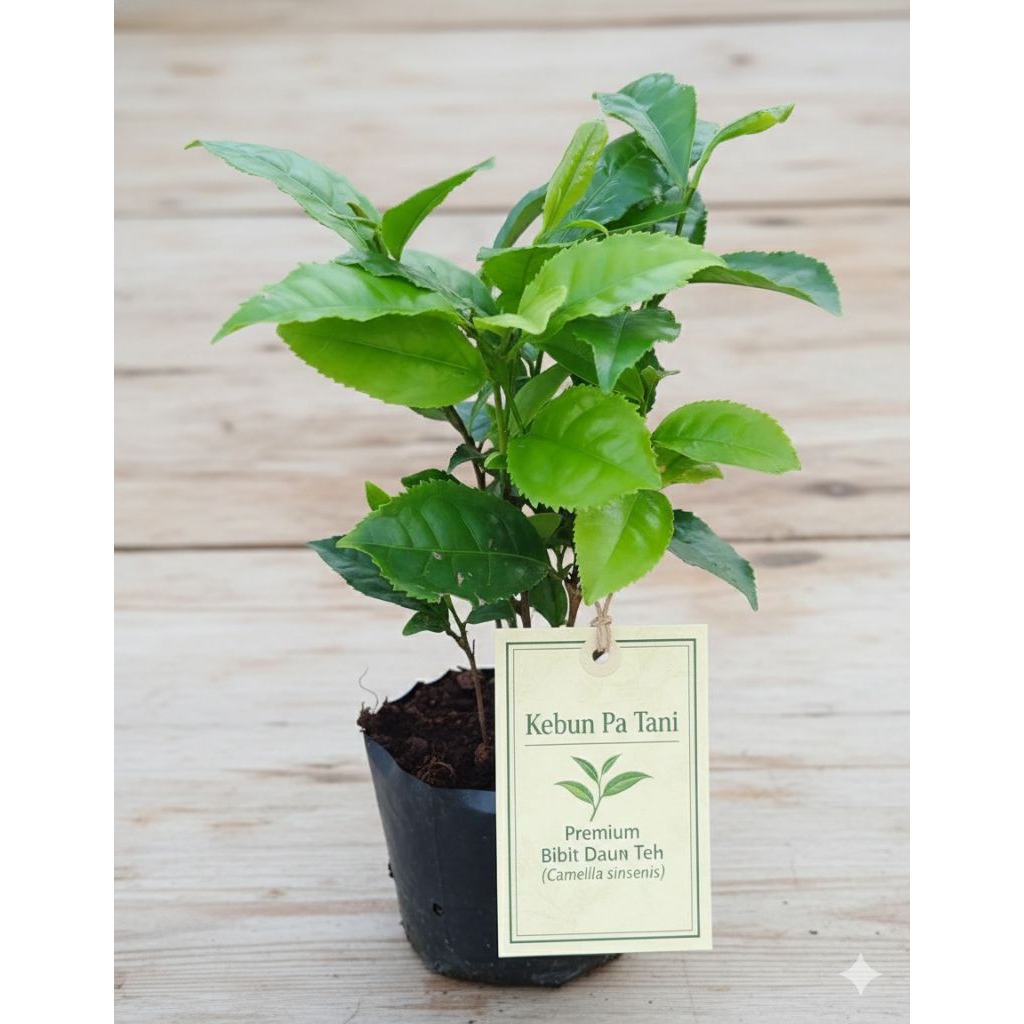 Tanaman Daun Teh / Tea Plant (Camellia sinensis) | Bibit Teh Asli Siap Tanam