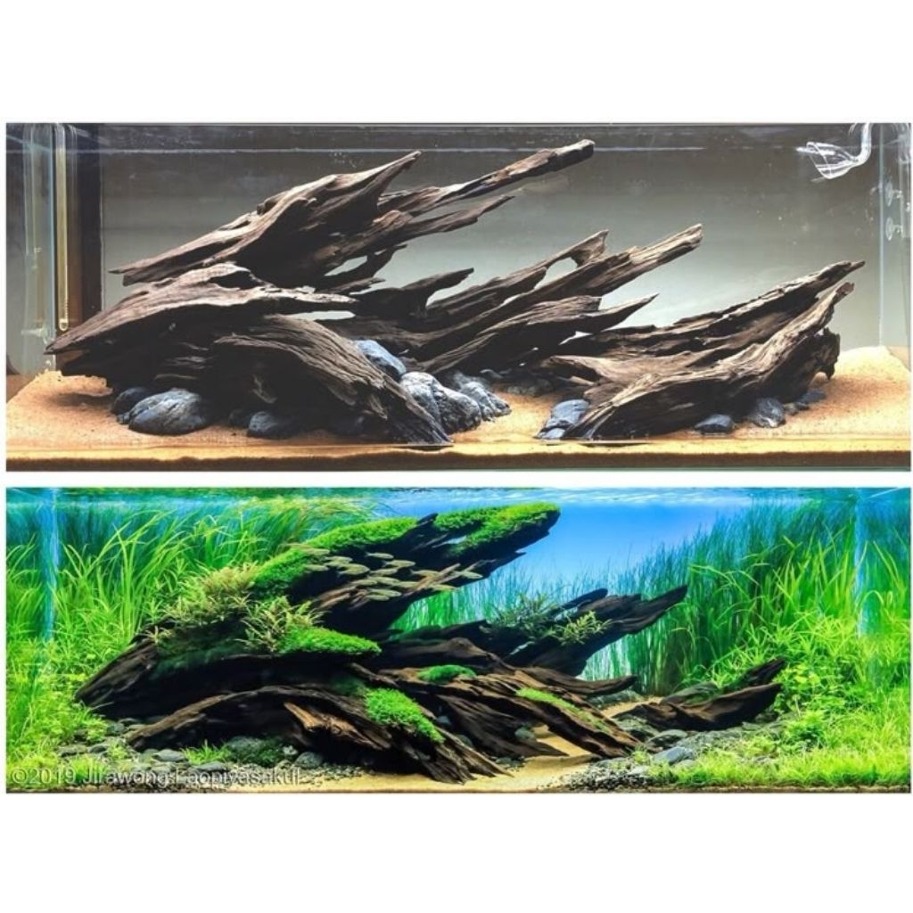 Kayu Rentek Aquascape