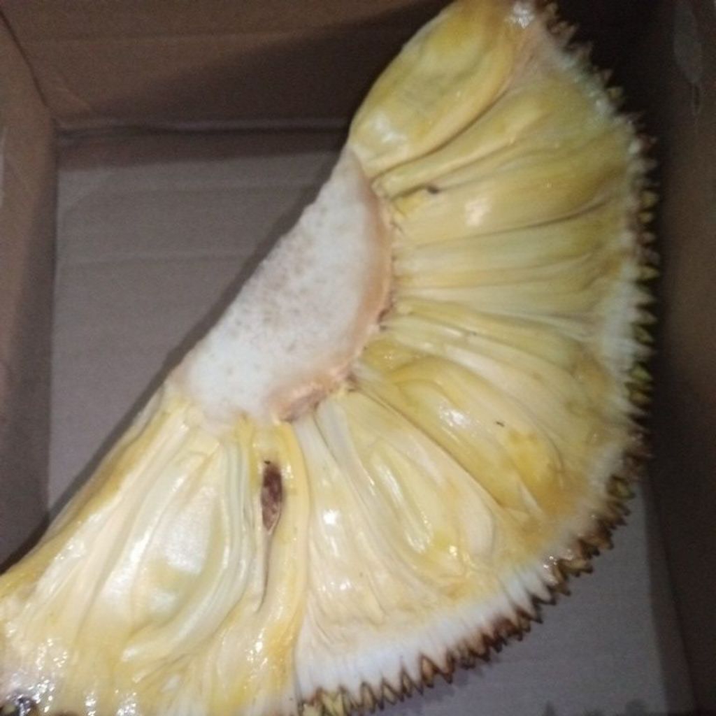 Buah Nongko Nangka manis matang segar