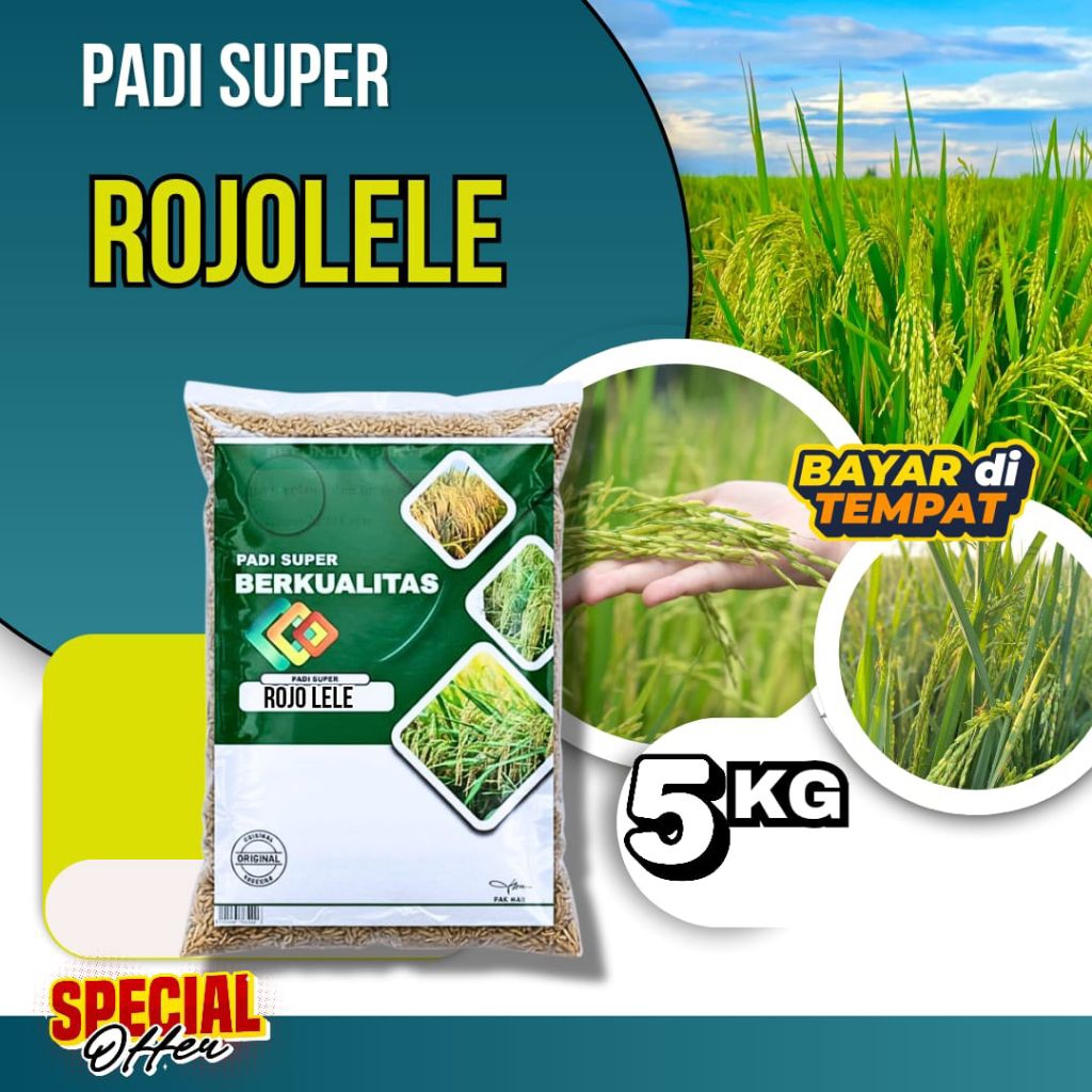 BENIH PADI ROJOLELE Original Berkualitas, Kemasan 5kg