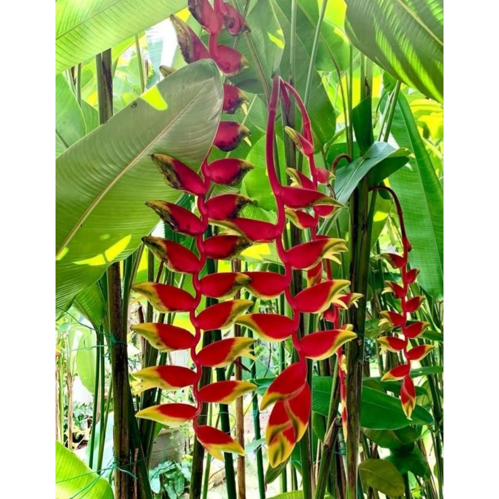 pisang betet (heliconia rostrata) isi 2 batang