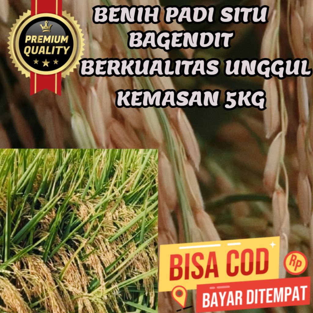 BENIH PADI SITU BAGENDIT,BERKUALITAS UNGGUL,KEMASAN 5KG