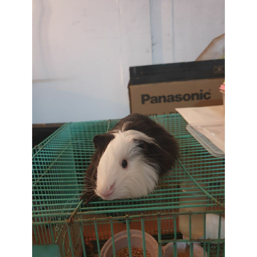 Guinea Pig/ Marmut Silkie