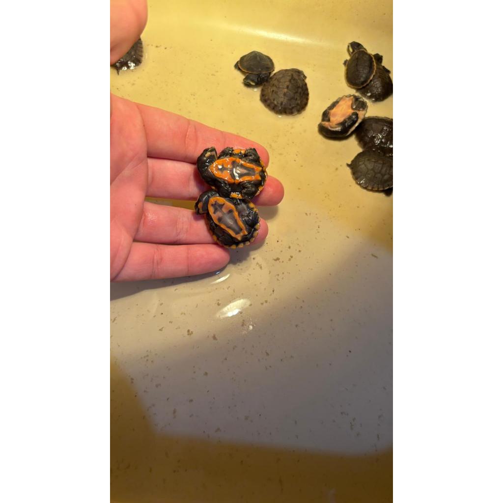 KURA KURA DADA MERAH DAMER BABY KUALITAS PREMIUM GARANSI - KOLEKTOR HOBI PECINTA REPTIL TURTLE