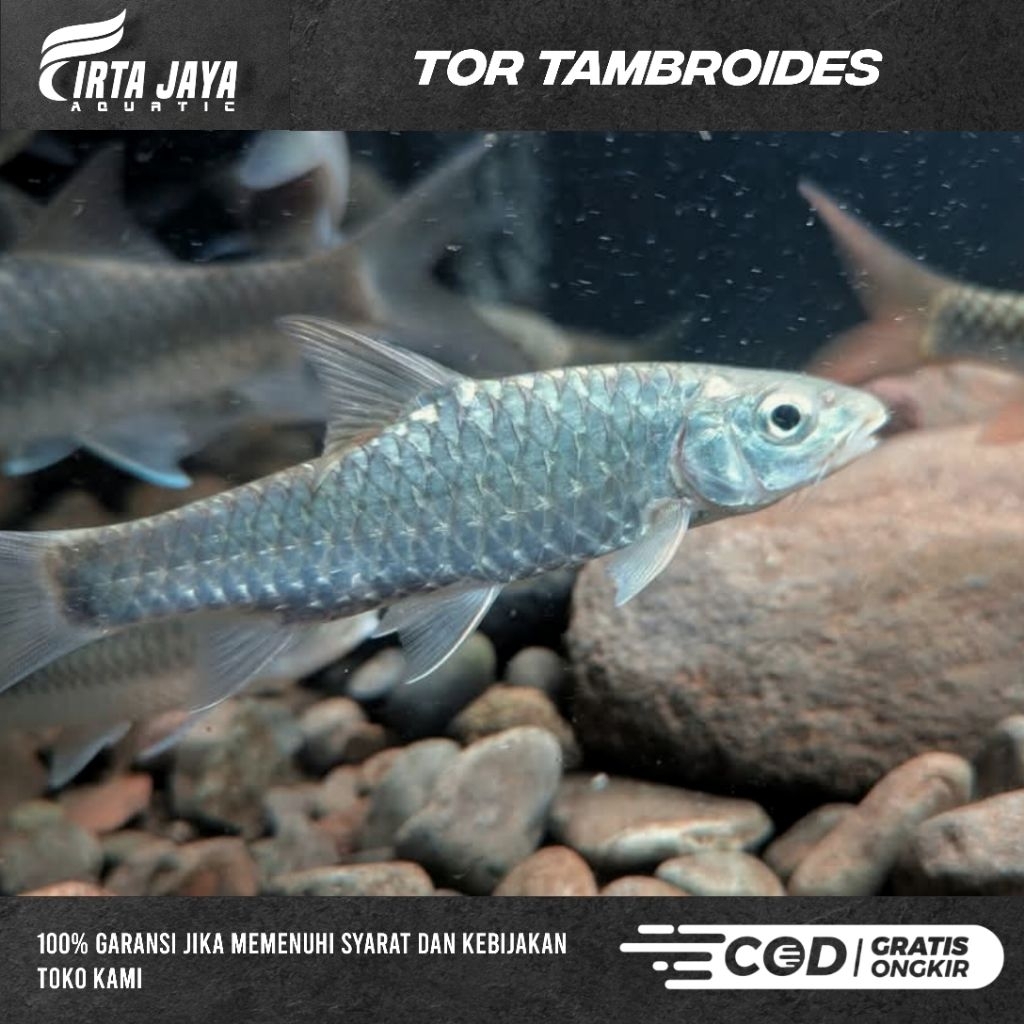 MAHSER BLUE TOR TAMBROIDES