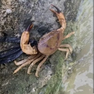 kepiting sawah Yuyu Hidup/10ekor Yuyu hidup