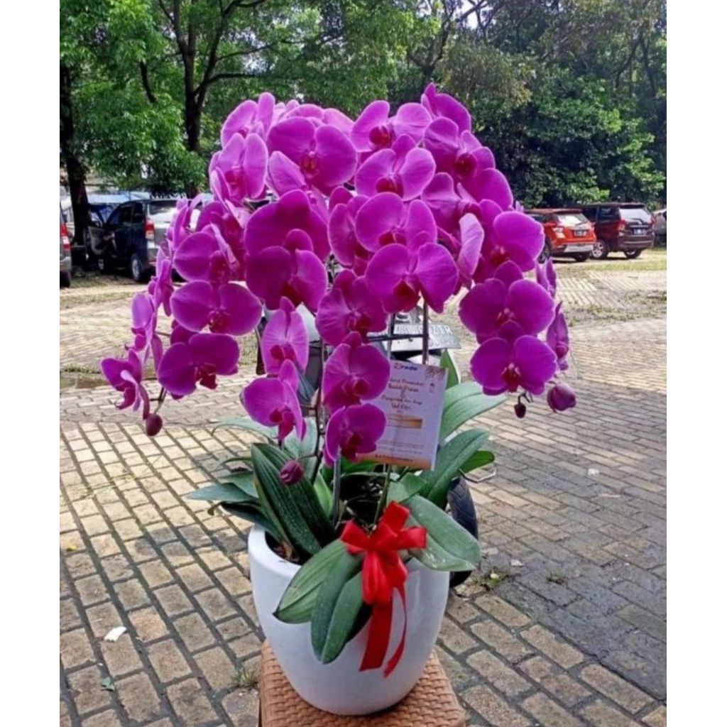Promo Anggrek Bulan Ungu Dewasa Siap berbunga