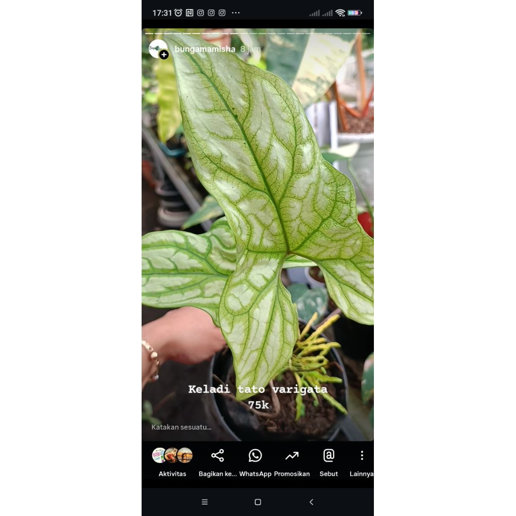 Keladi tato varigata, monstera marmorata, giganteum varigata