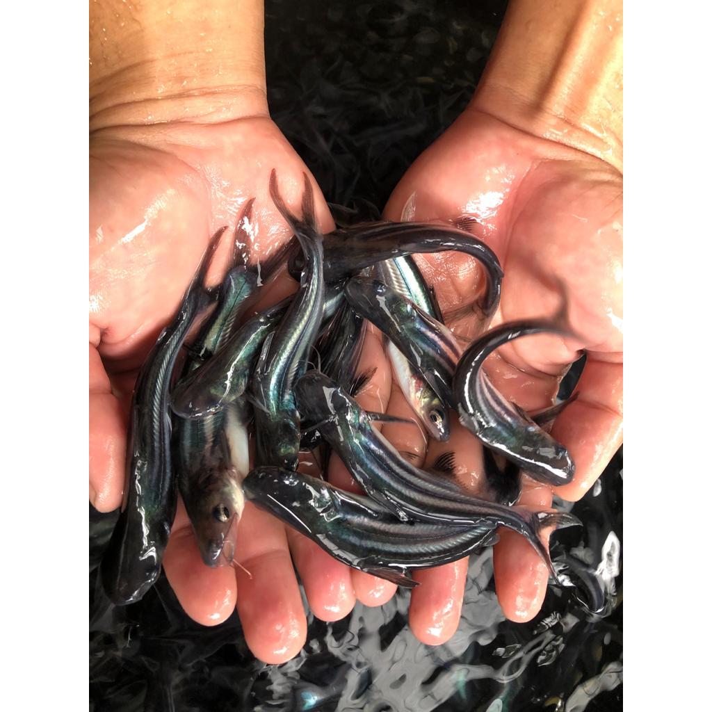 Benih Ikan Patin Pasupati