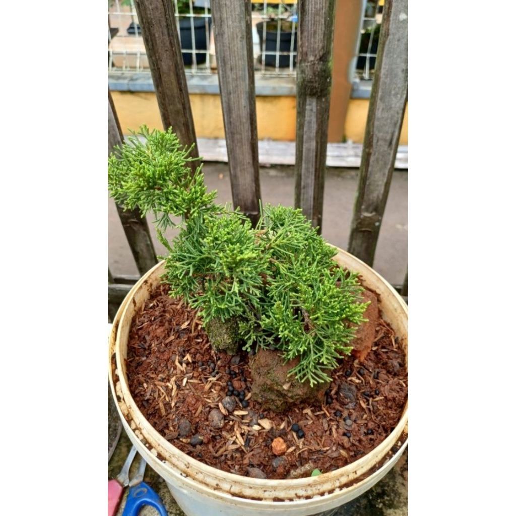 Cemara sargenti kishu (pingpong)