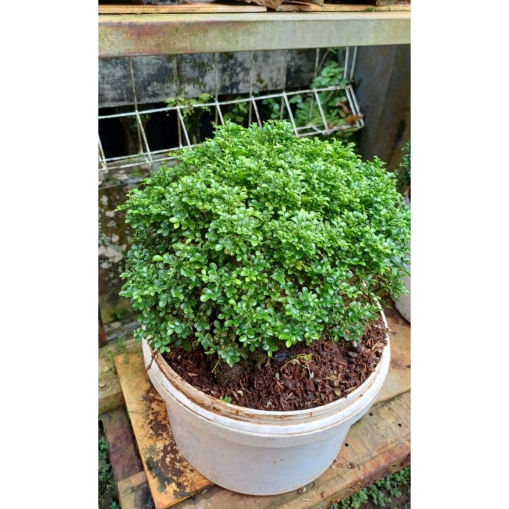 Bonsai Kemuning Super Micro / jipun