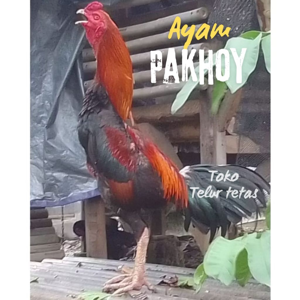TELUR AYAM PAKHOY DRUMBAND ORI UNTUK DITETASKAN