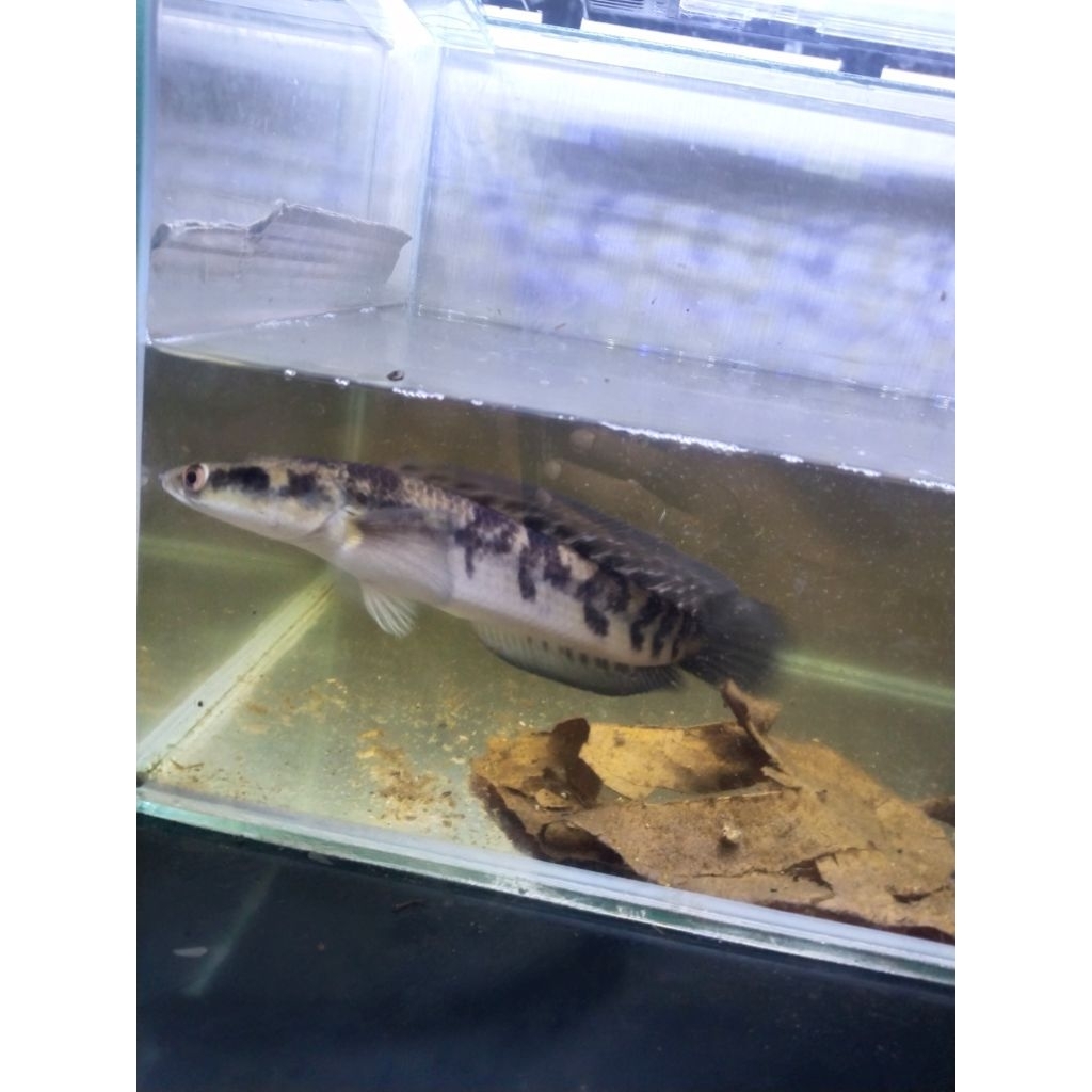 MAINAN IKAN MARU YS PROGRES UK. 11-13 SINGLE TANK