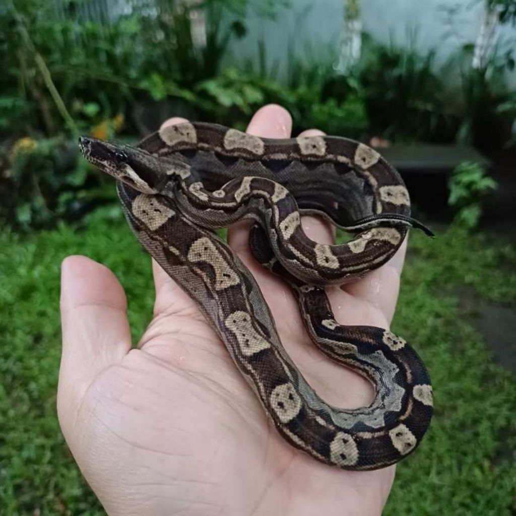 Reticulatus
