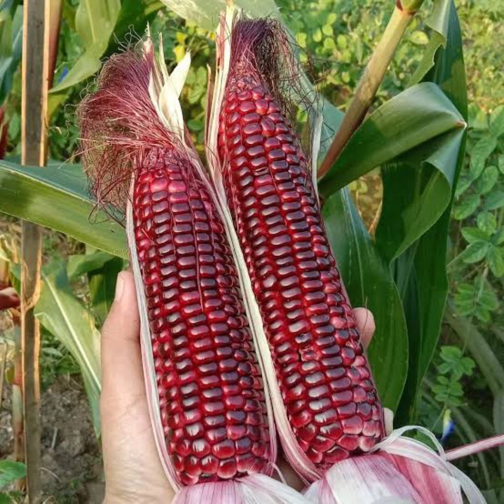 Bibit Benih Biji Jagung Ketan Ungu F1 Benih Biji Tanaman Jagung Pulut Ungu