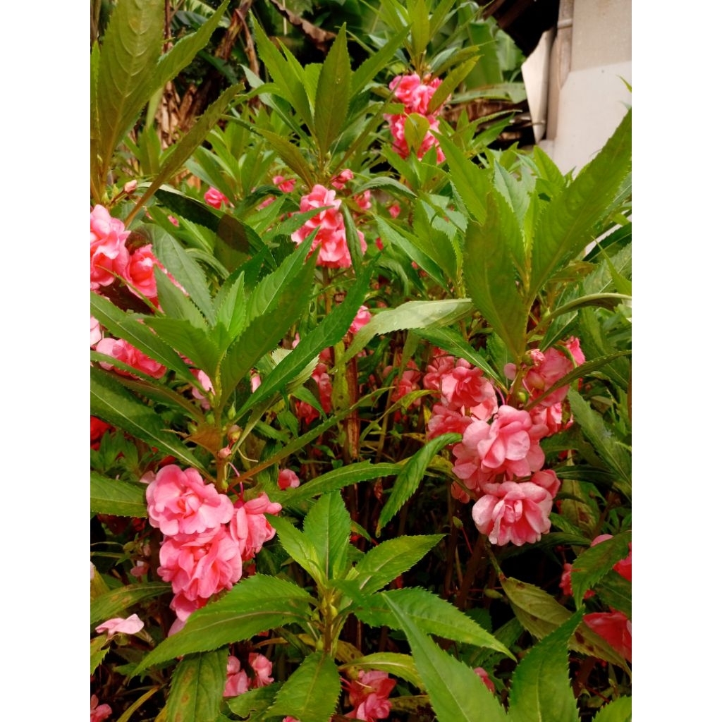 Bibit bunga pacar air (pink/merahmuda)