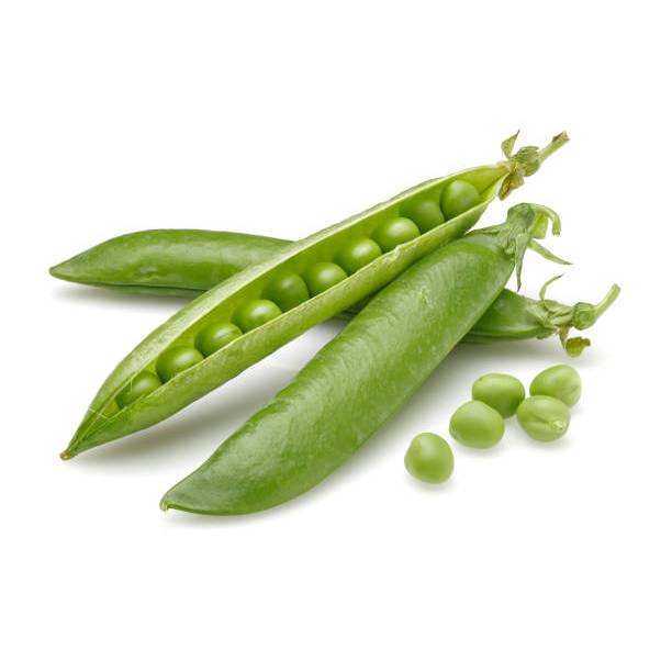 SIAP TANAM BENIH KACANG POLONG