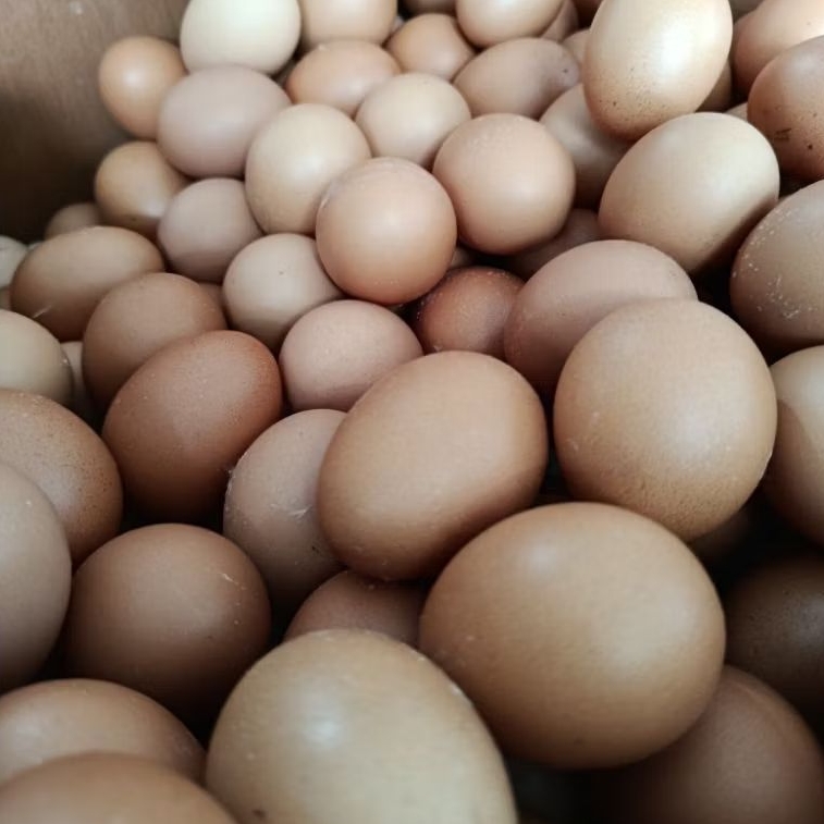 Telur Ayam Negeri Isi 10 Butir