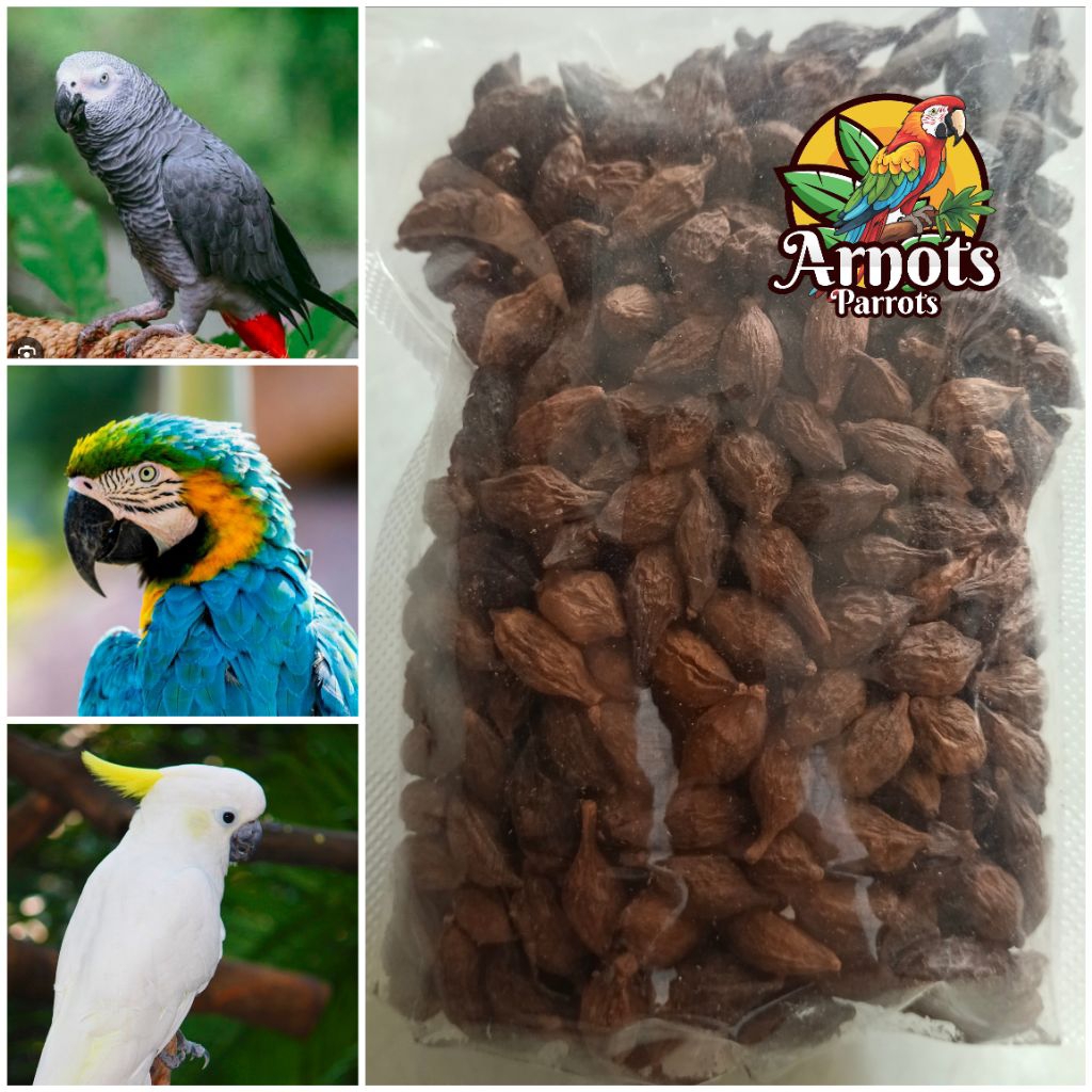 BIJI KETAPANG MAKANAN BURUNG PARROT AFGREY KAKAKTUA MACAU