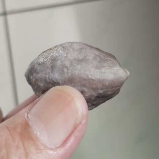 Kemiri Adu Muncang Adu Anak 4G Tua Jatuhan