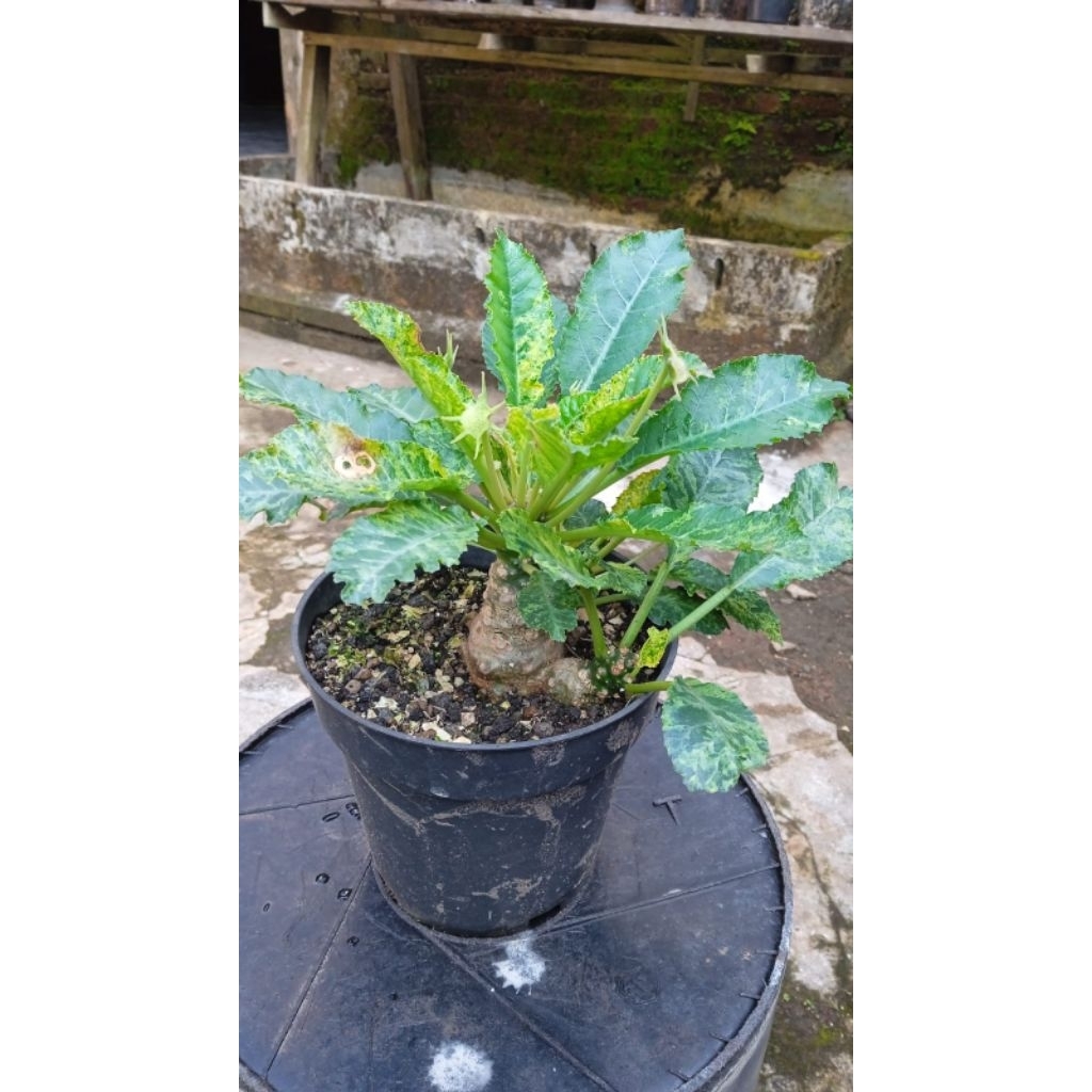 Dorstenia horwodii hybrid