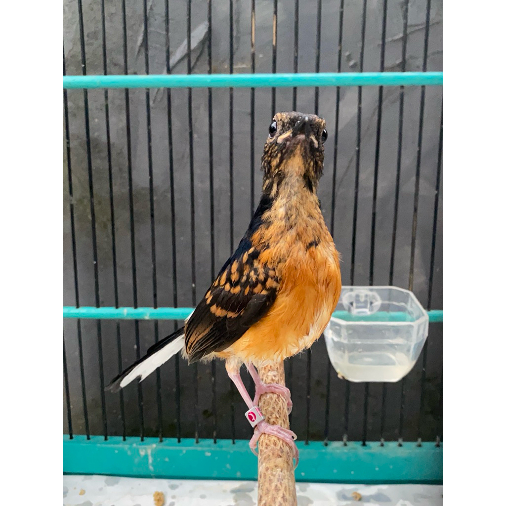 MURAI BATU TROTOL JANTAN PROSPEK BERGARANSI NON GEMBUNG