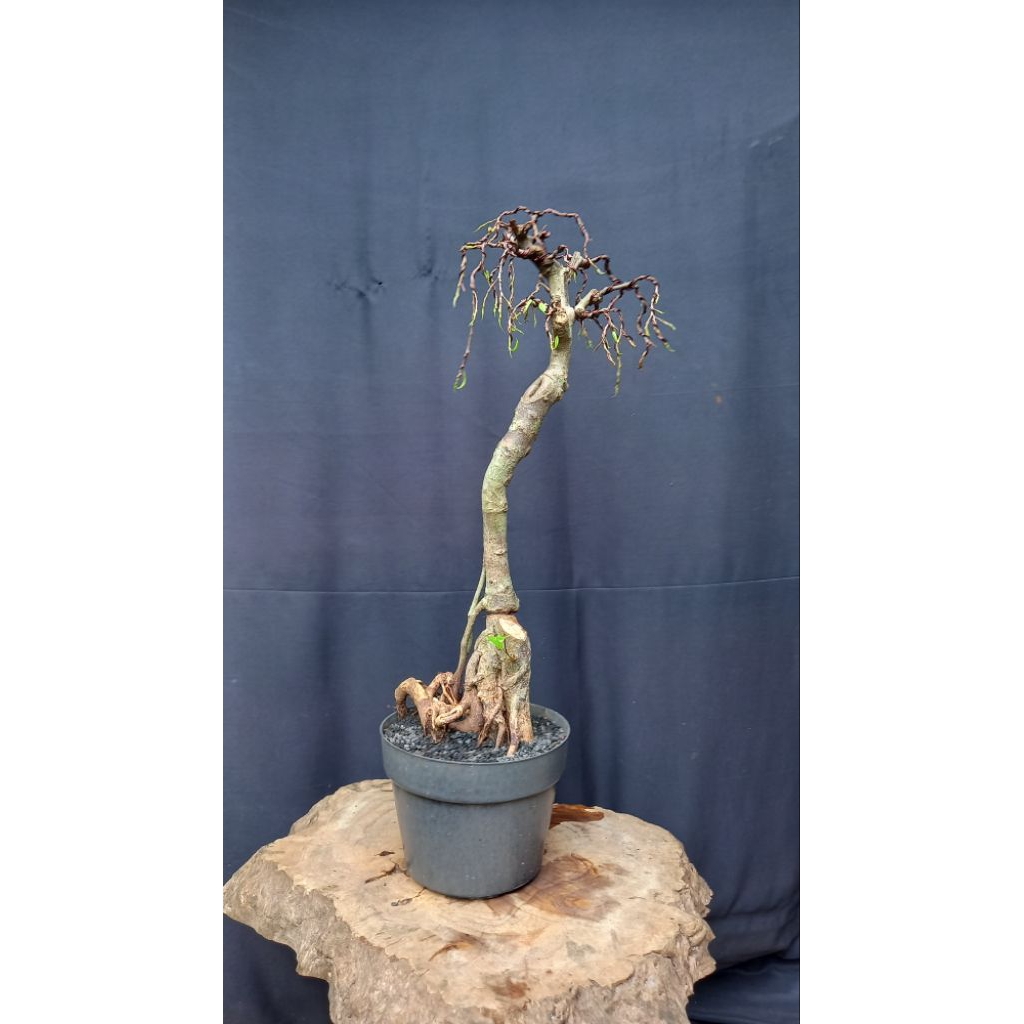 BONSAI POHON IPRIK/FICUS IPRIK/PUCUK MERAH