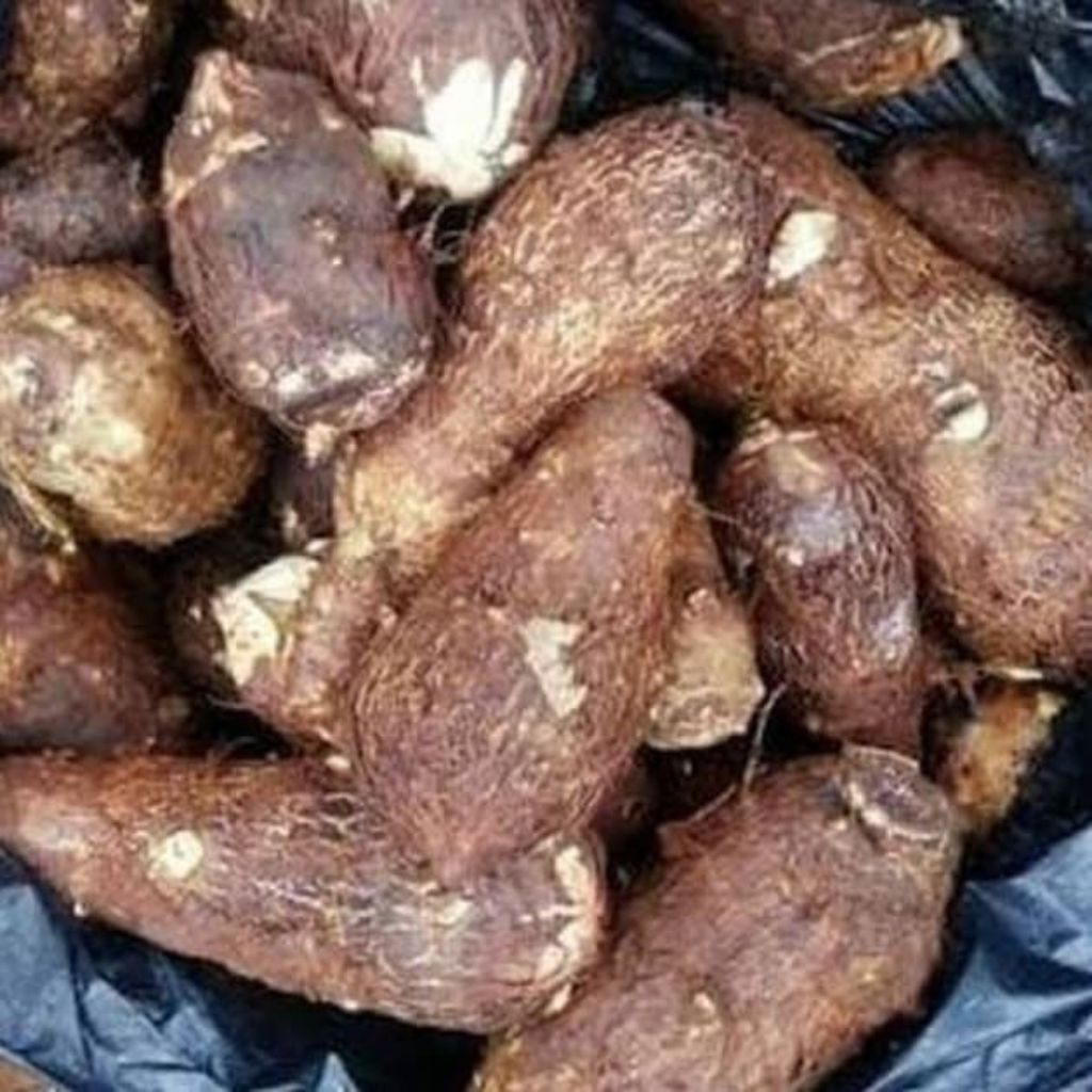 Talas Belitung/Umbi Talas Kimpul/Tals Belitung Pulen 500gr