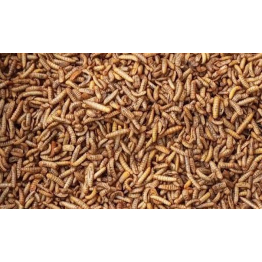 Maggot BSF 1 Kg  KERING