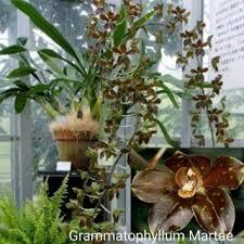 Anggrek Grammatophyllum Martae Seedling Dewasa