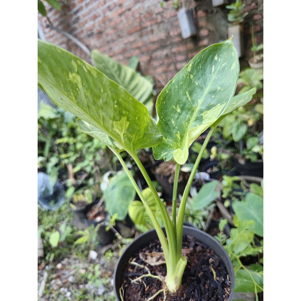 Homalomena Sp Varigata