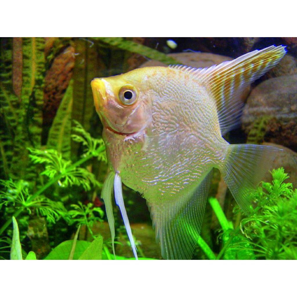 INSTANT Ikan Hias Manfish Angelfish Golden/Gold Pearlscale Kulit Jeruk 3~4cm