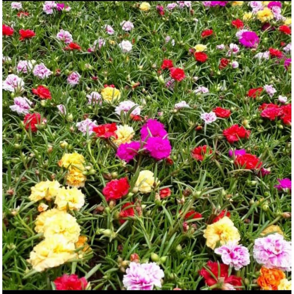 bunga krokot tumpuk warna warni,indah