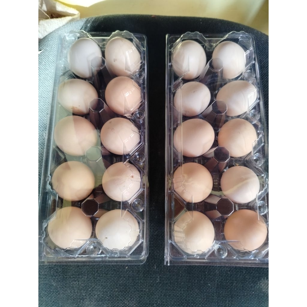 Telur Ayam Kampung Organik